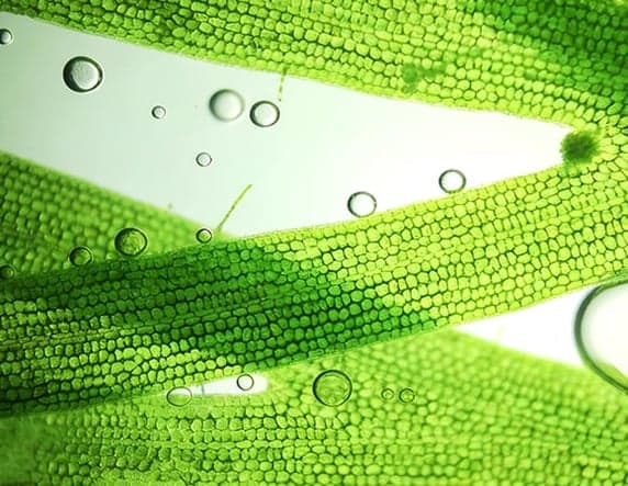 Why Science of Vegetarian Omega-3?