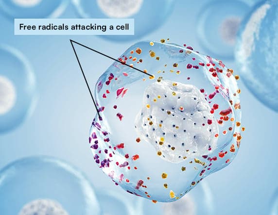 Why Triple Antioxidants