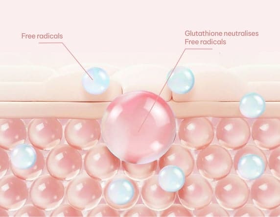 Better Absorption