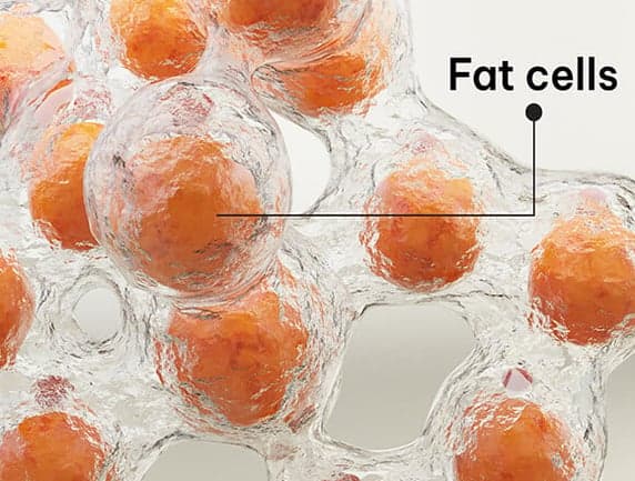 Why Science of ACV + Berberine