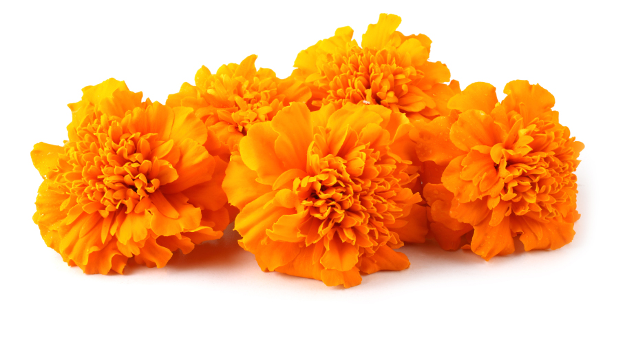 marigold benefits