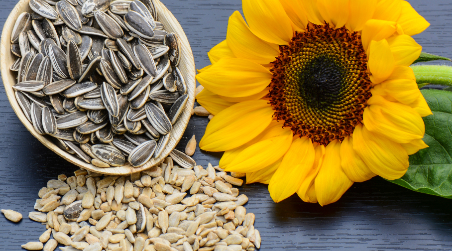 Sunflower Seeds Benefits and Nutrients
