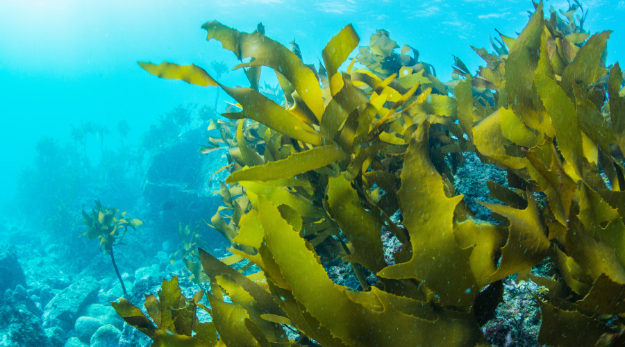 Sea Kelp